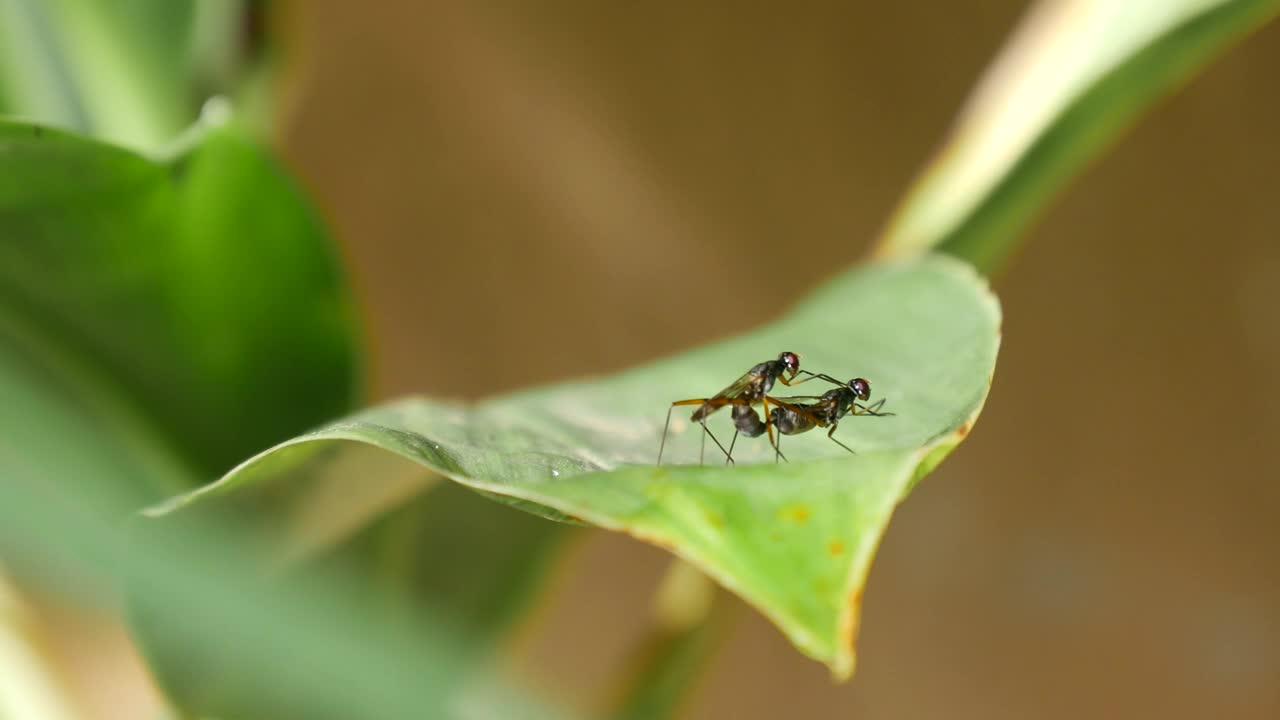 Stock Video Mosquitos Mating On A Green Lea Animated Wallpaper