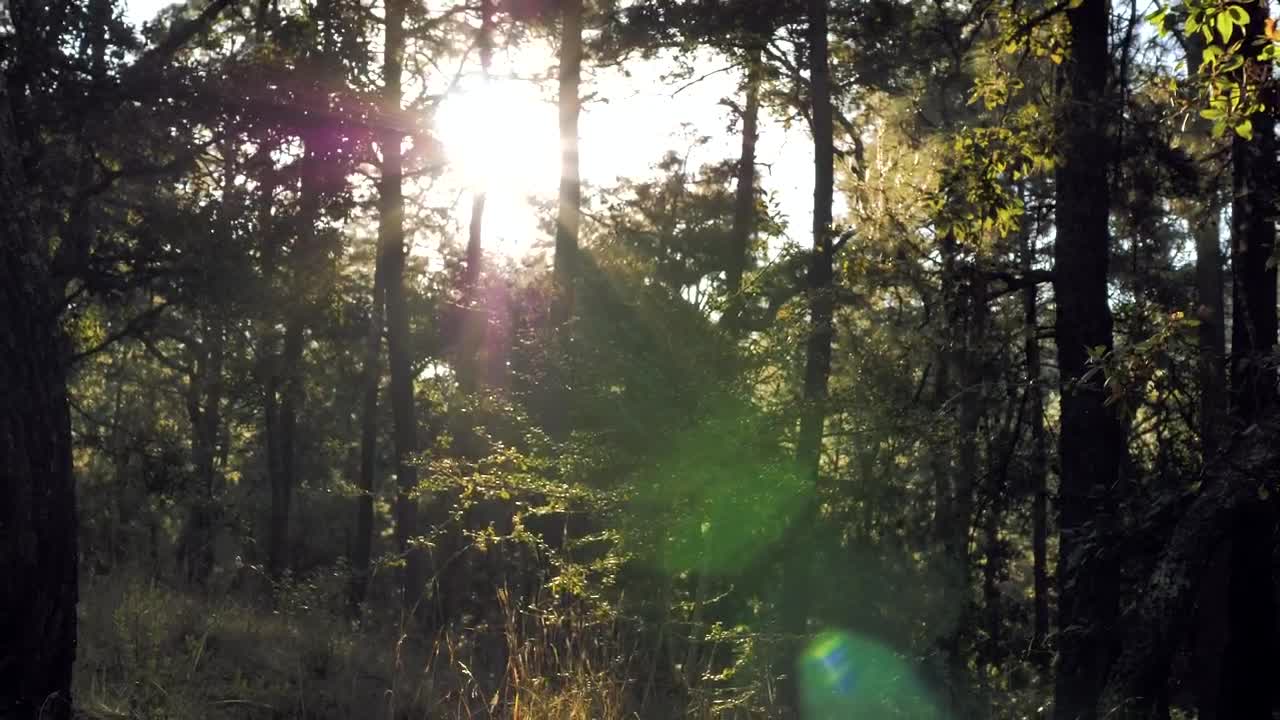 Stock Video Morning Training In The Fores Animated Wallpaper