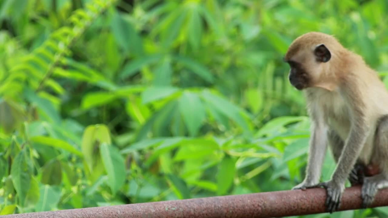 Stock Video Monkeys In The Wil Animated Wallpaper