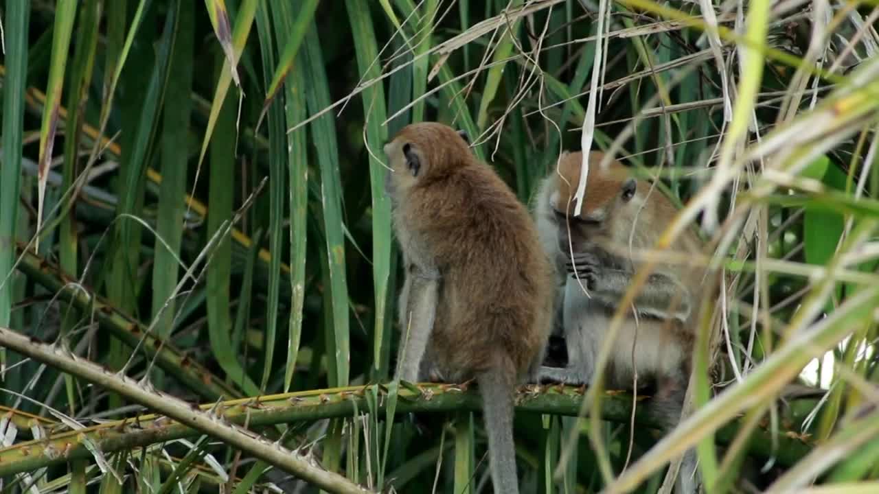 Stock Video Monkeys Grooming In The Wil Animated Wallpaper
