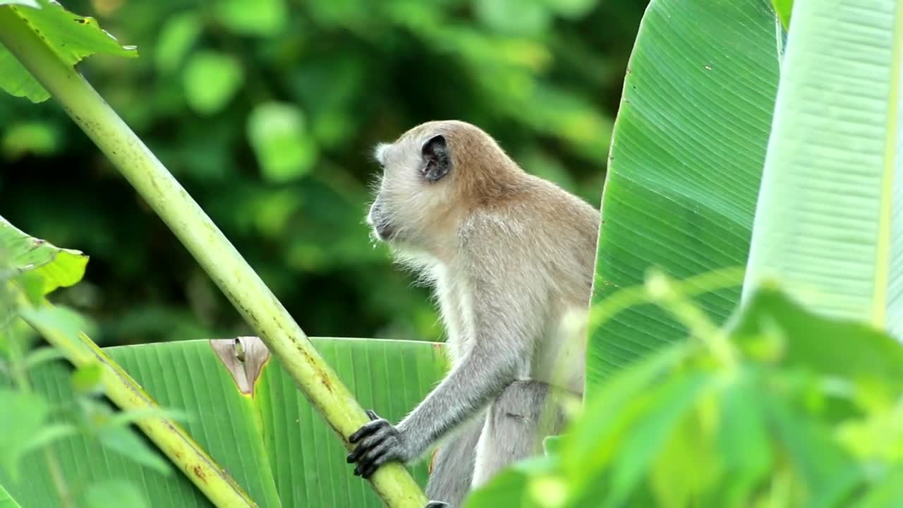 Stock Video Monkey Resting In A Tre Animated Wallpaper