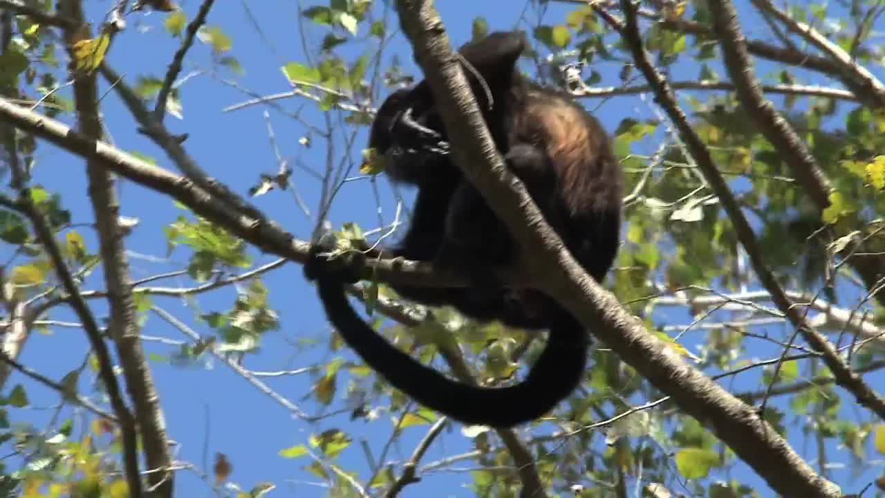 Stock Video Monkey Mother And Bab Animated Wallpaper