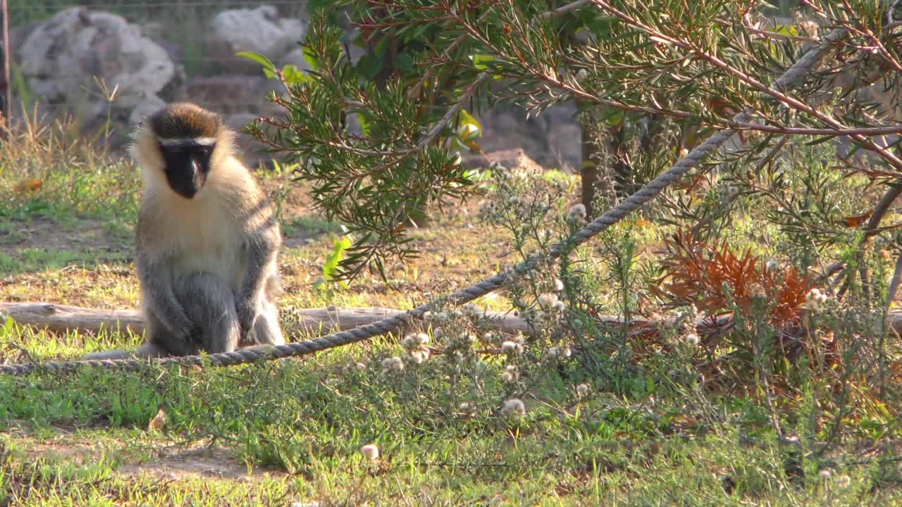 Stock Video Monkey In The Zo Animated Wallpaper