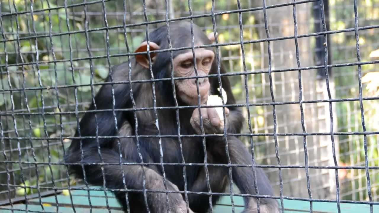 Stock Video Monkey Holding Out A Hand For Foo Animated Wallpaper