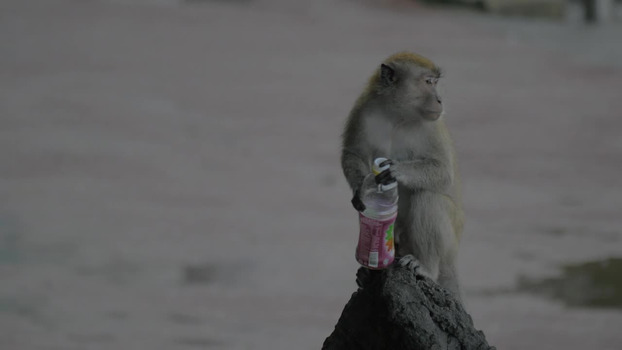 Stock Video Monkey Holding A Plastic Bottle In The Rai Animated Wallpaper