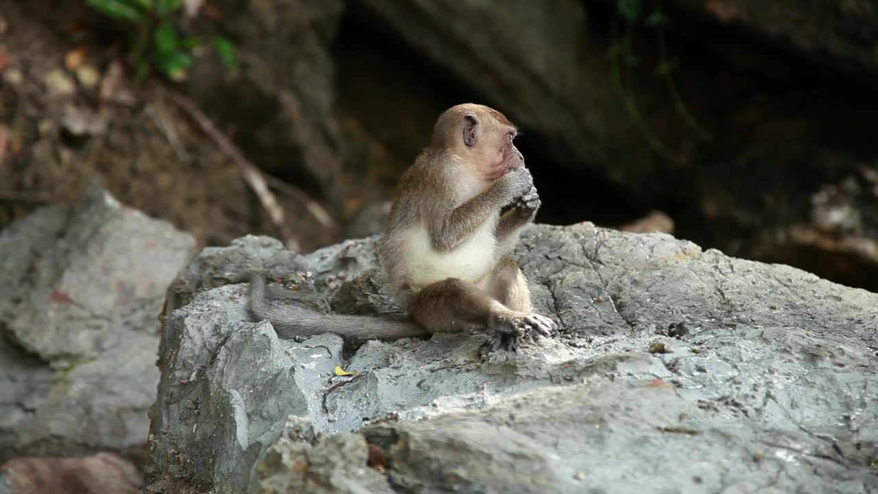 Stock Video Monkey Eating In The Wil Animated Wallpaper