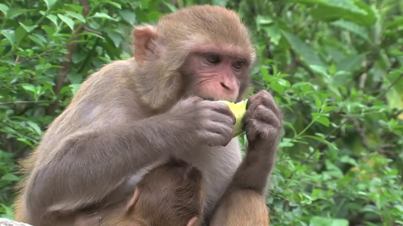 Stock Video Monkey Eating Fruit In The Wil Animated Wallpaper