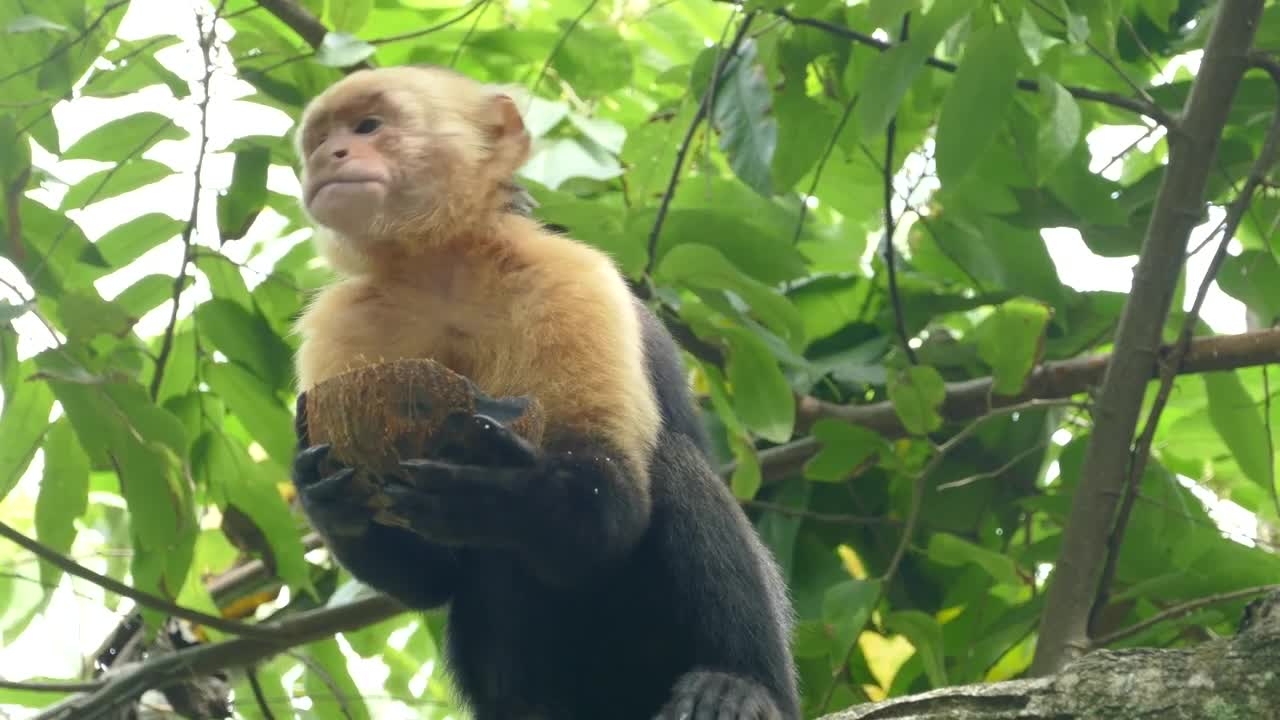 Stock Video Monkey Eating From A Coconu Animated Wallpaper