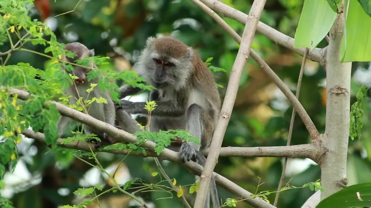 Stock Video Monkey Climbing Down A Tre Animated Wallpaper