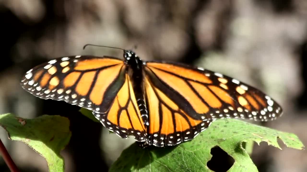 Stock Video Monarch Butterfly Takes Fligh Animated Wallpaper