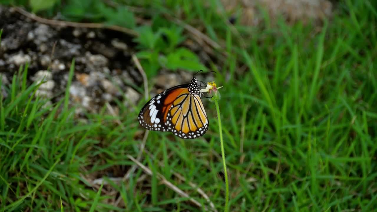 Stock Video Monarch Butterfly Standing On Flowe Animated Wallpaper