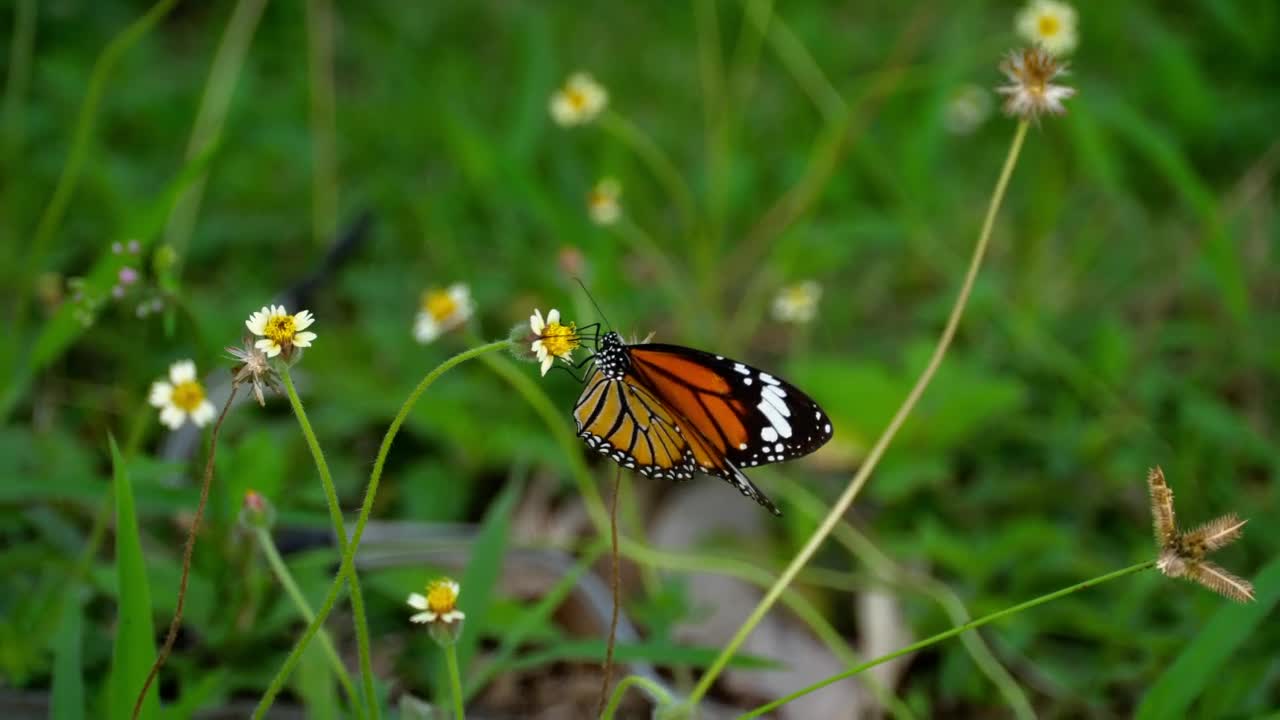 Stock Video Monarch Butterfly Standing In A Flowe Animated Wallpaper