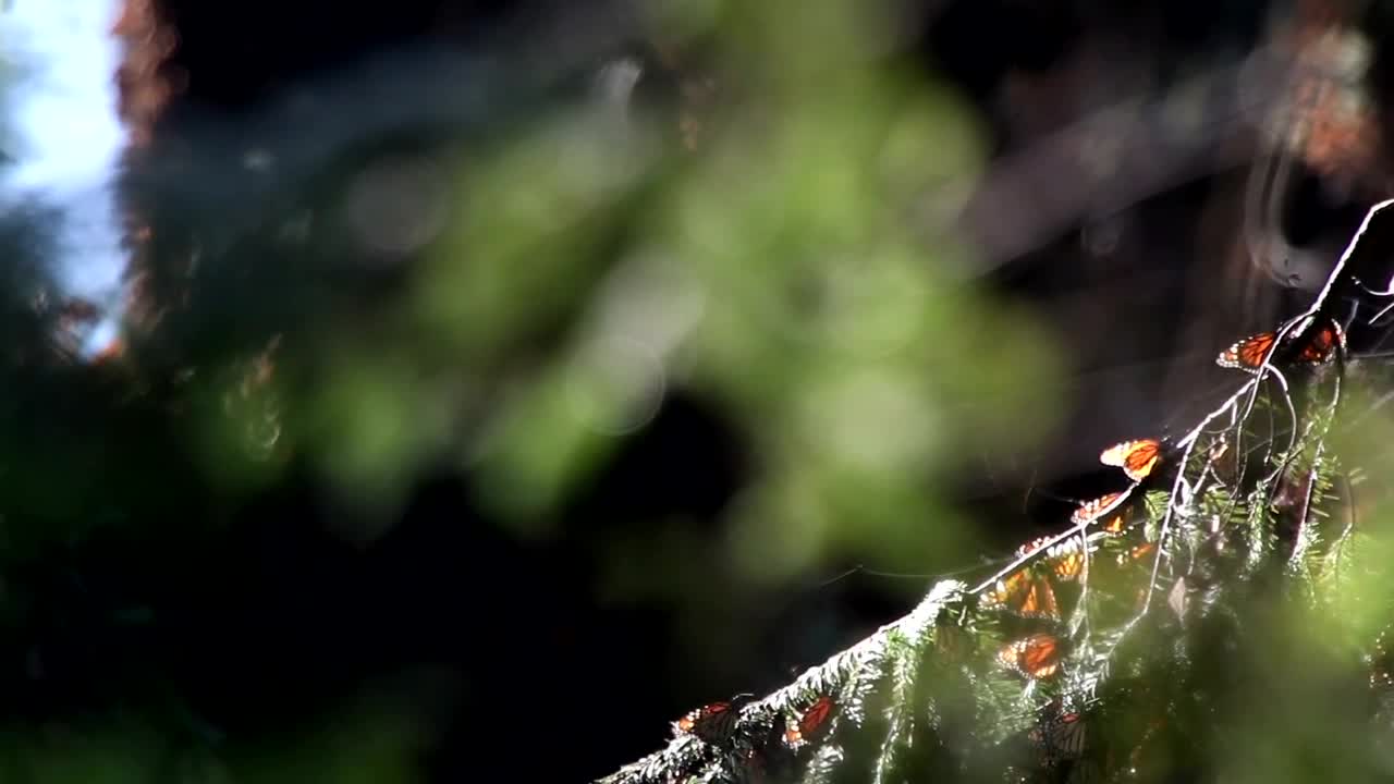 Stock Video Monarch Butterflies In Their Habita Animated Wallpaper