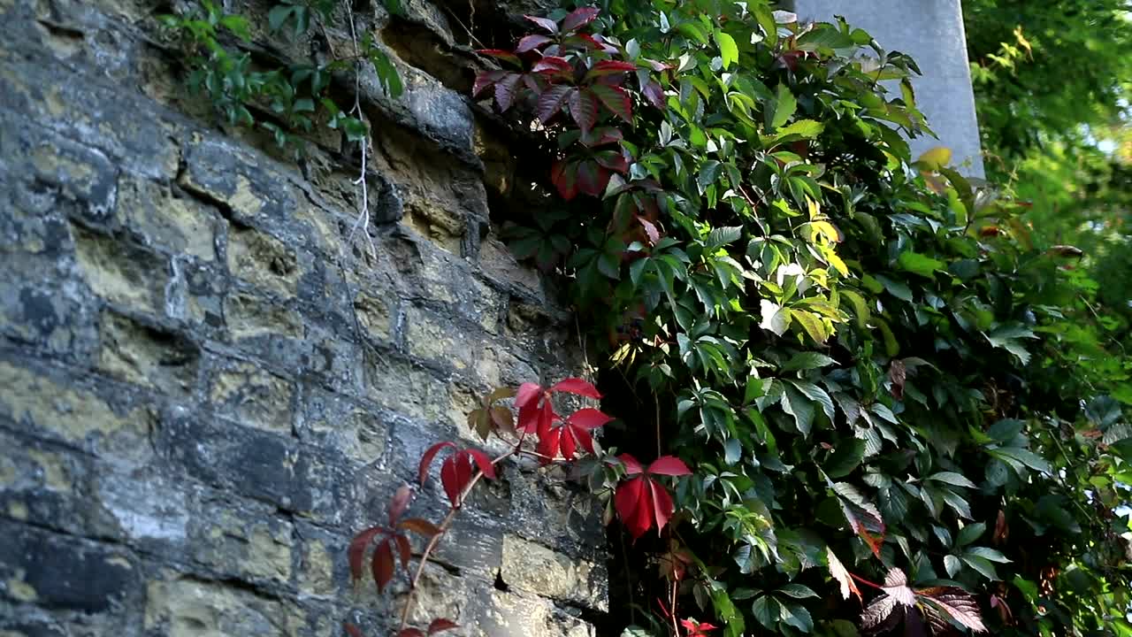 Stock Video Modern Statue Of An Ange Animated Wallpaper