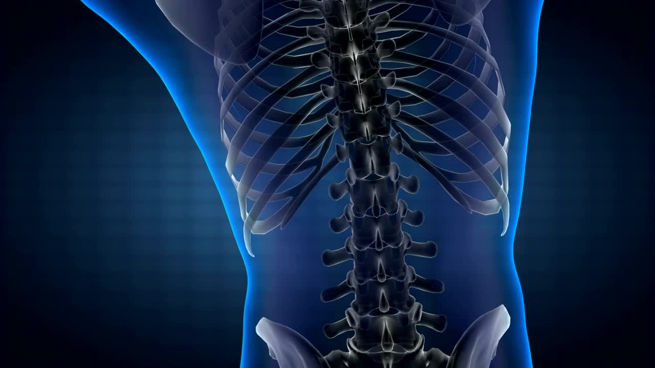 Stock Video Model Of The Human Bod Animated Wallpaper