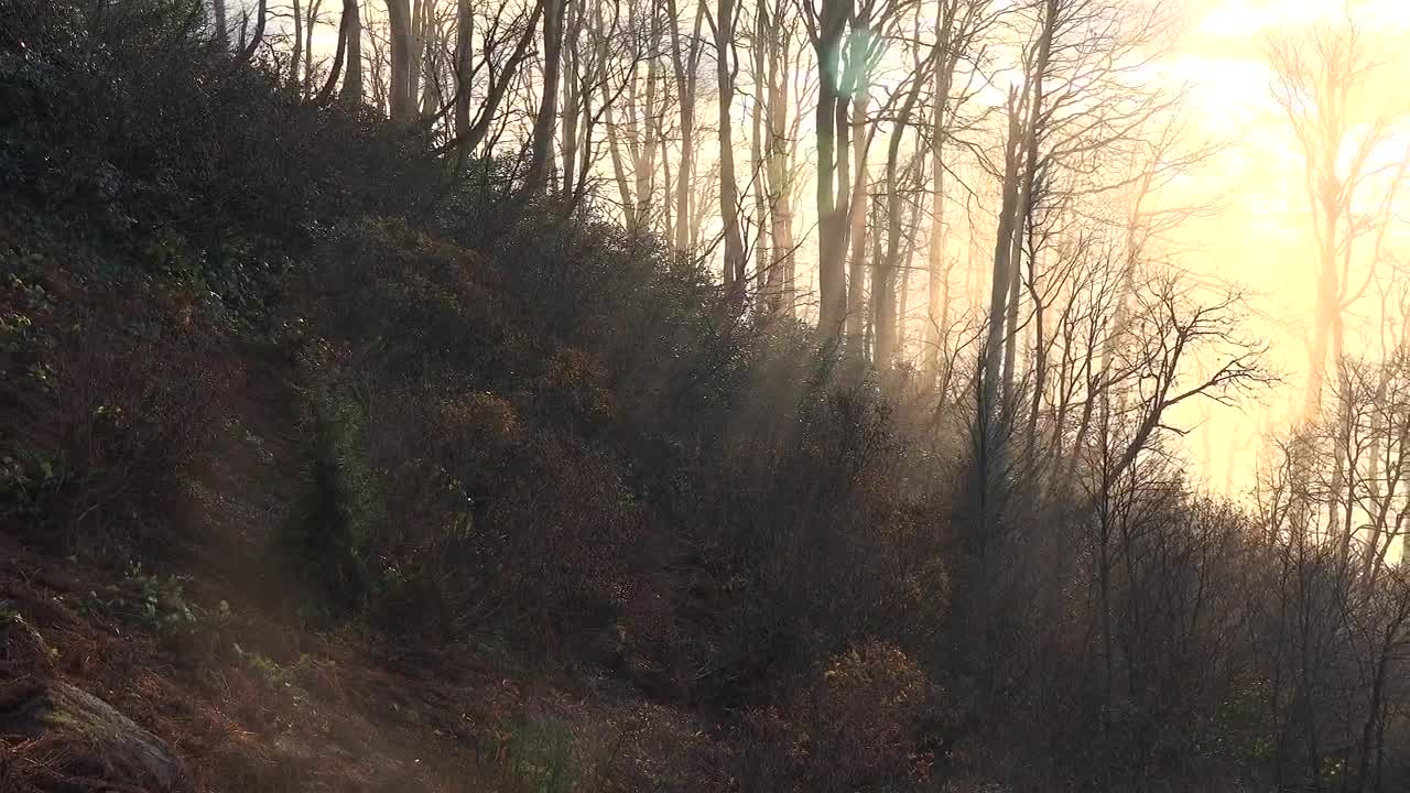 Stock Video Mistery Forest At Daw Animated Wallpaper