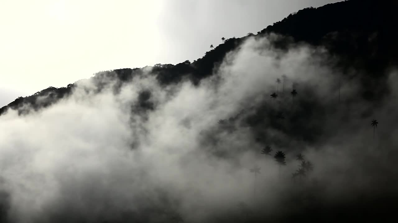 Stock Video Mist Over The Flora Of A Mountai Animated Wallpaper