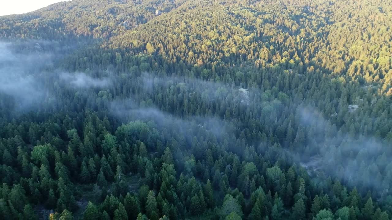 Stock Video Mist Hanging Over A Fores Animated Wallpaper