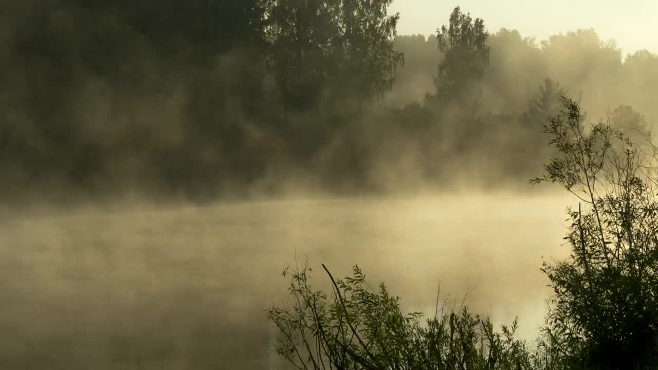 Stock Video Mist Early Morning In The Fores Animated Wallpaper