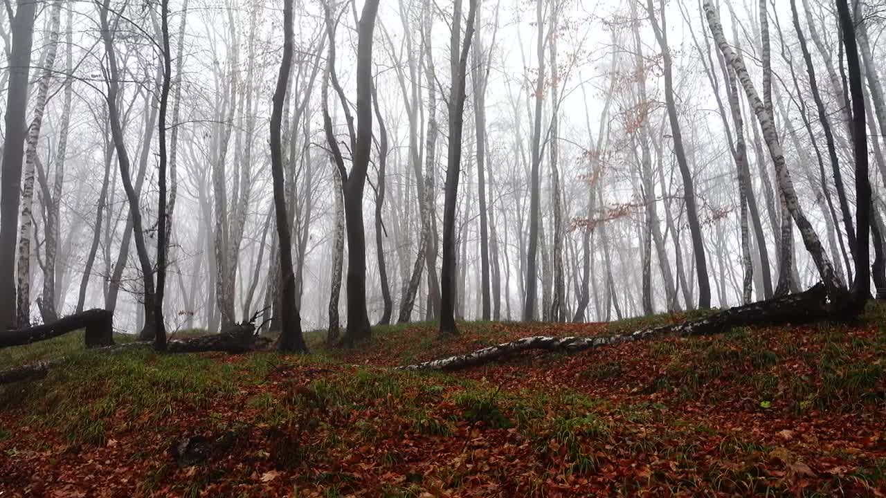 Stock Video Mist Creeping Through An Empty Fores Animated Wallpaper