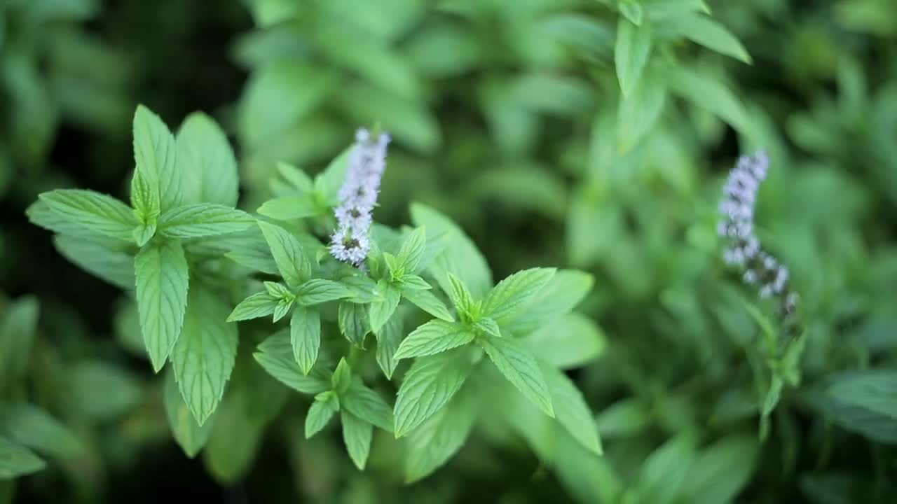 Stock Video Mint Plant In A Garde Animated Wallpaper