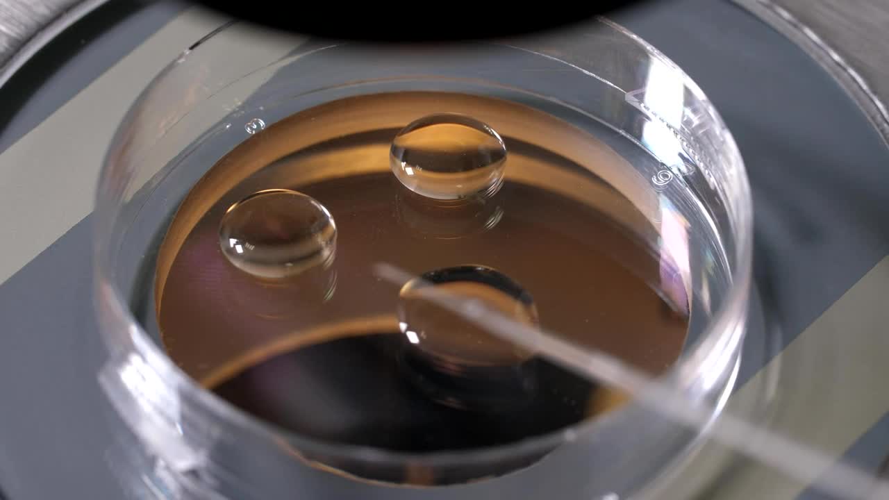 Stock Video Microbiologist Working With Embryo Animated Wallpaper