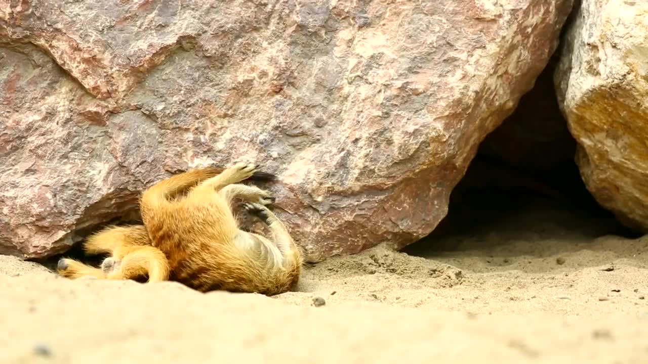 Stock Video Merkats Playing Under The Rock Animated Wallpaper