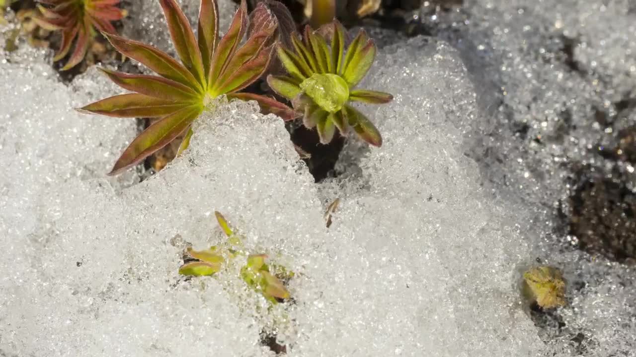 Stock Video Melting Snow And Flower Animated Wallpaper