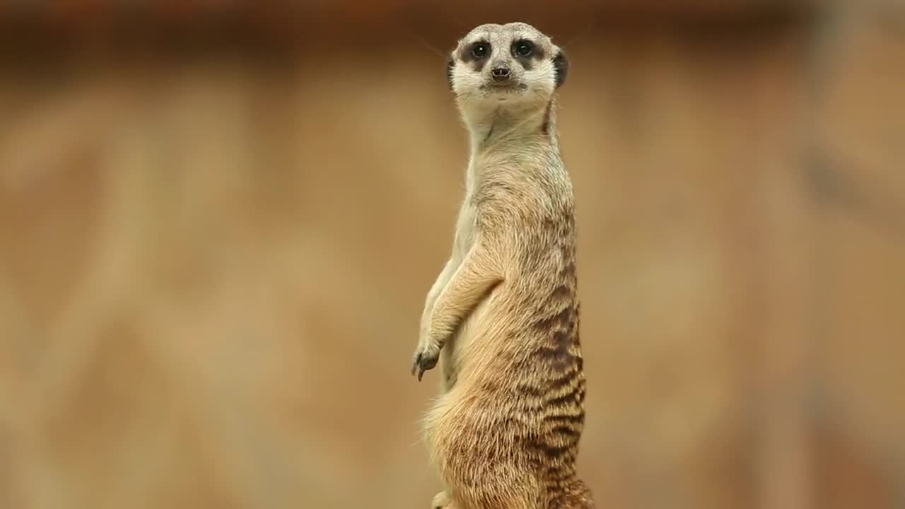 Stock Video Meerkat Watching To The Distanc Animated Wallpaper