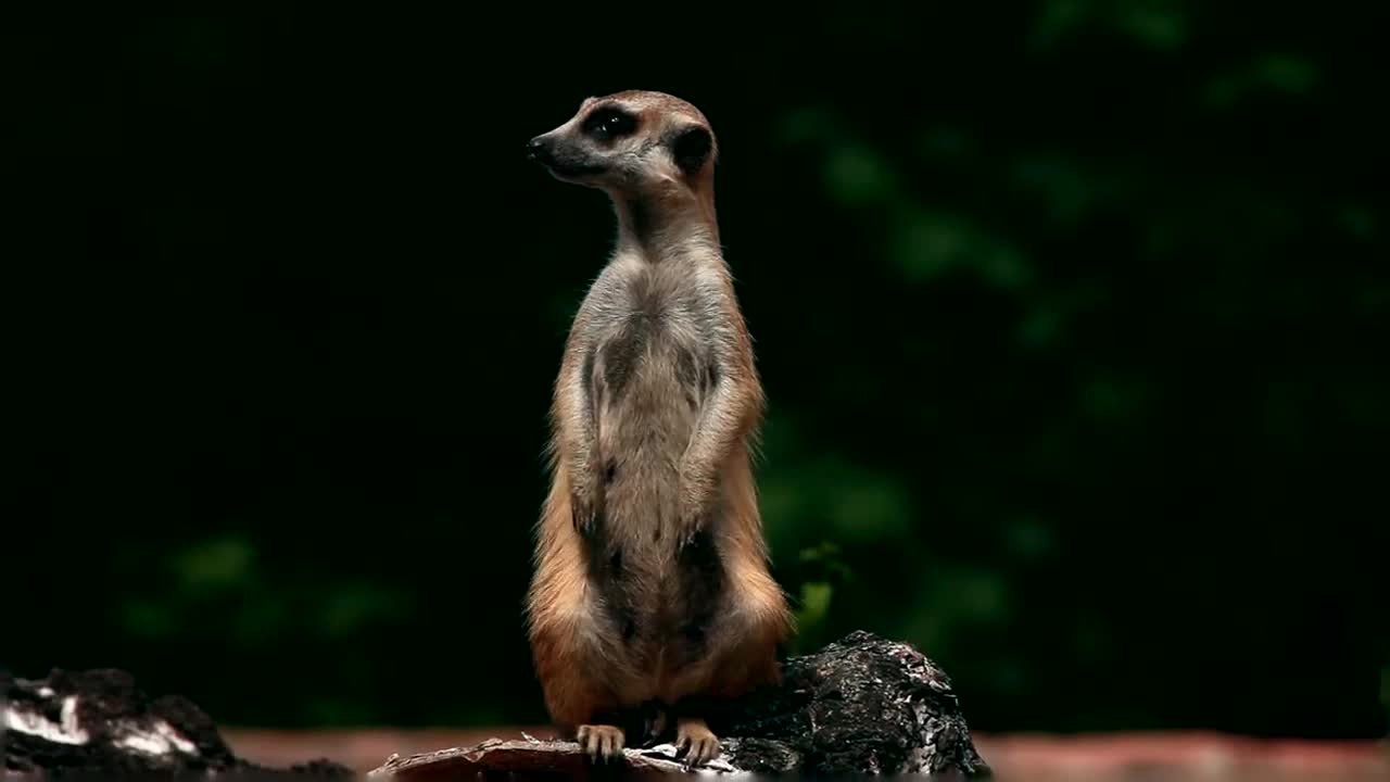Stock Video Meerkat Standing On His Fee Animated Wallpaper