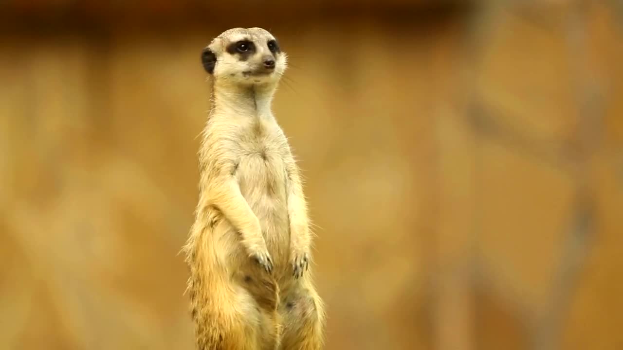 Stock Video Meerkat On Looking Aroun Animated Wallpaper
