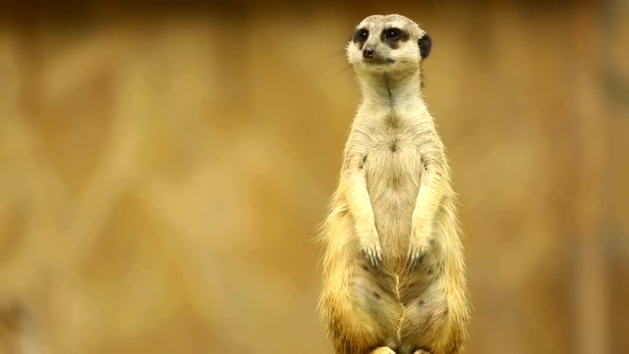 Stock Video Meerkat On Guard Watching To Both Side Animated Wallpaper
