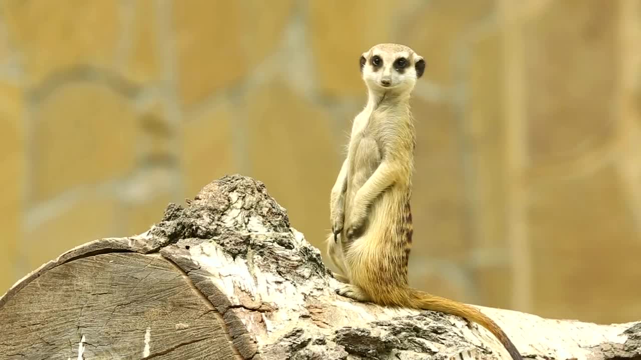 Stock Video Meerkat On A Wood Lo Animated Wallpaper