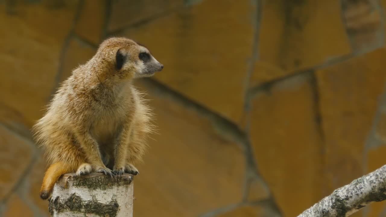 Stock Video Meerkat On A Tree Lo Animated Wallpaper