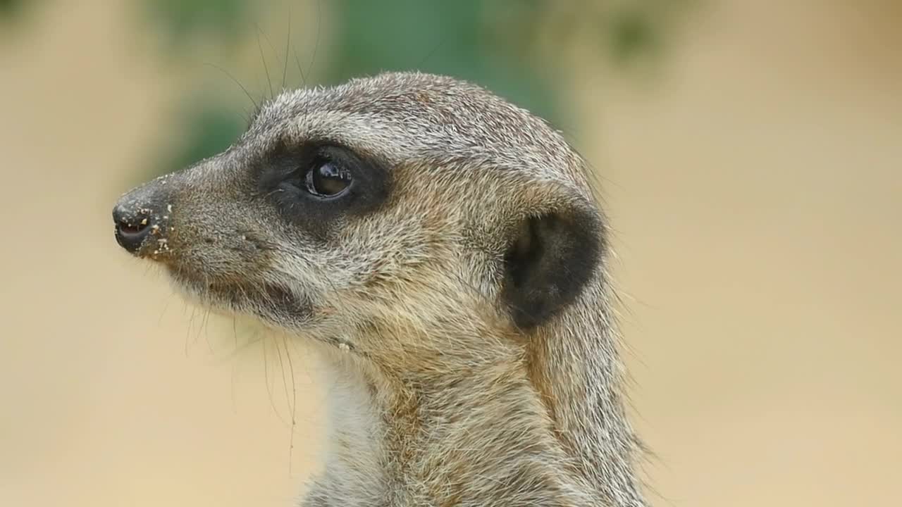 Stock Video Meerkat Head Closeu Animated Wallpaper