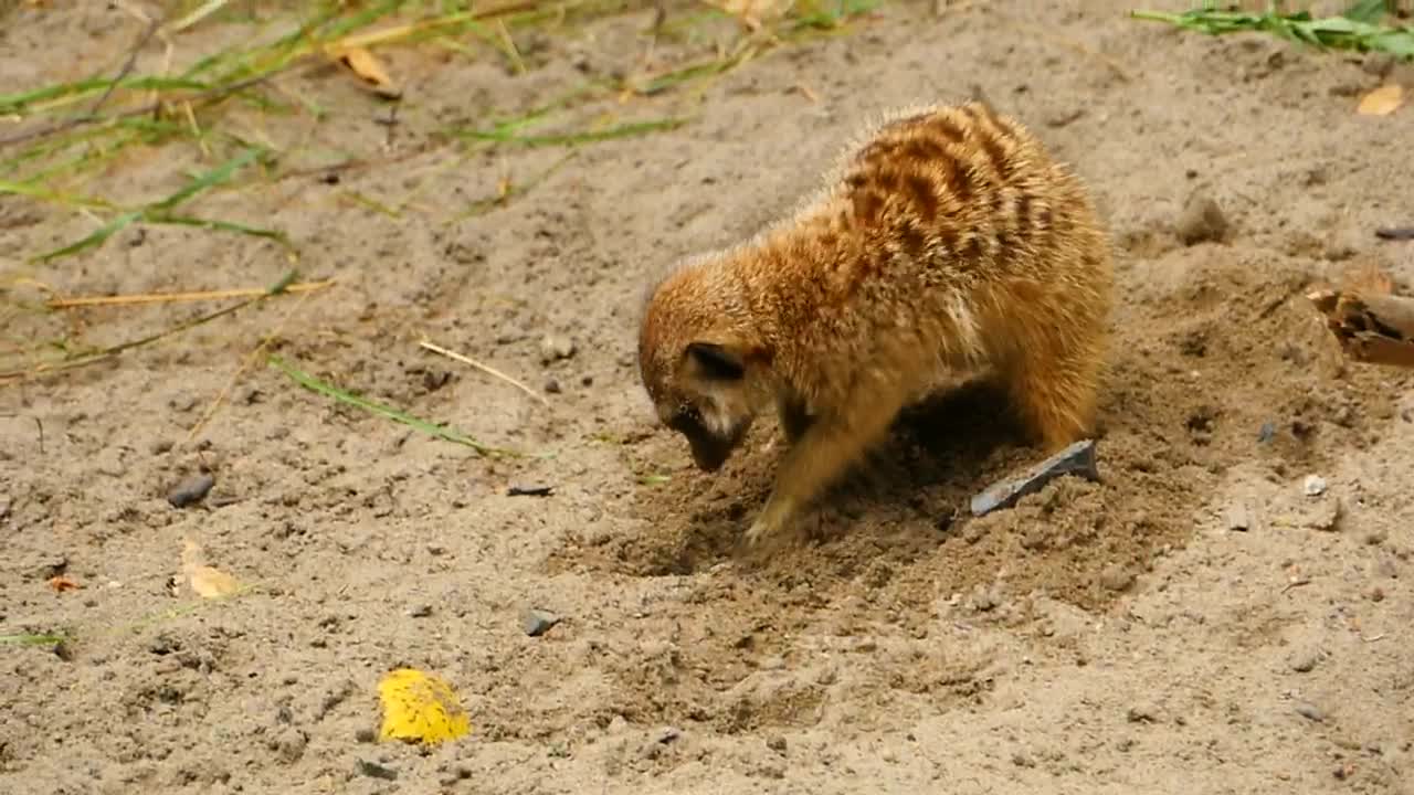 Stock Video Meerkat Digging A Hole In The San Animated Wallpaper