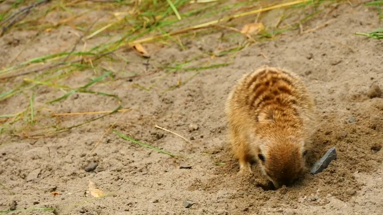 Stock Video Meerkat Diggin A Hole In The San Animated Wallpaper