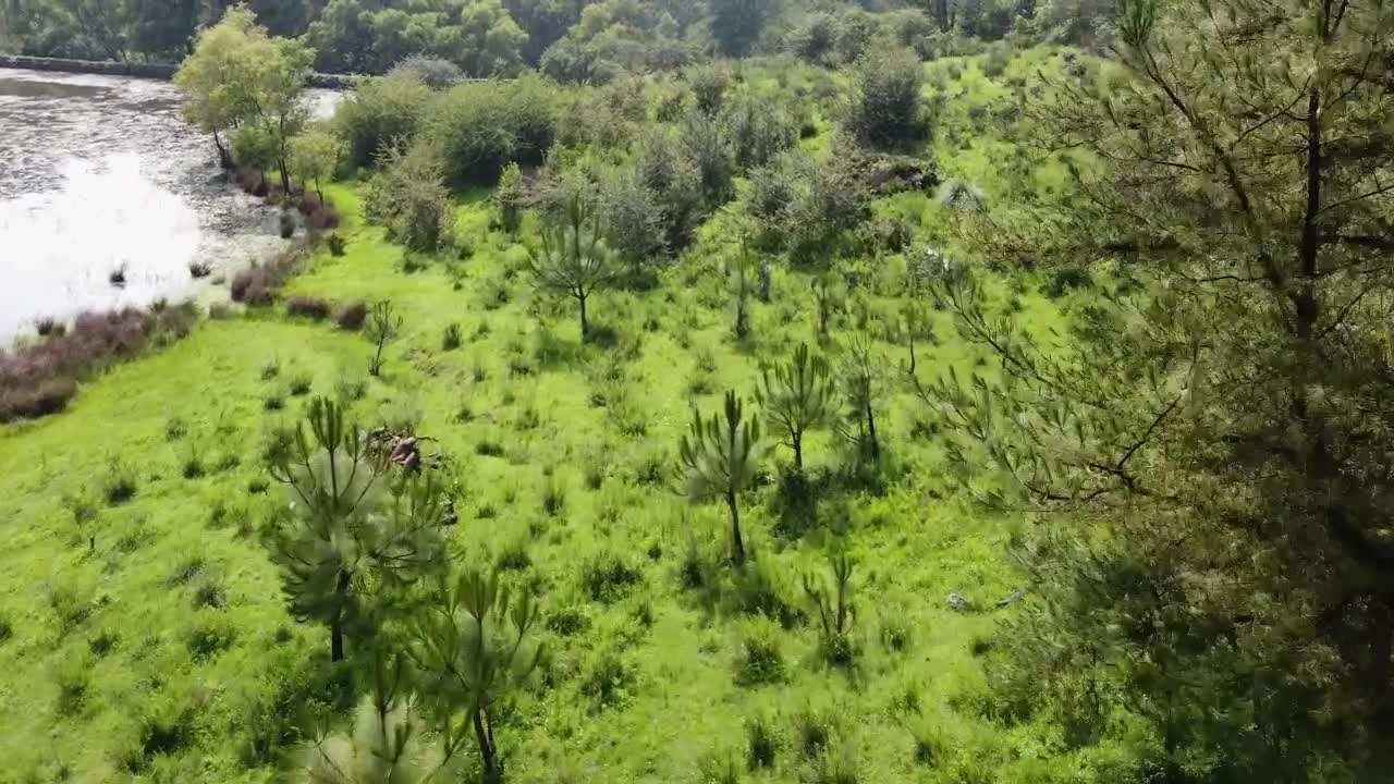 Stock Video Meadow In A Forest With A Lak Animated Wallpaper