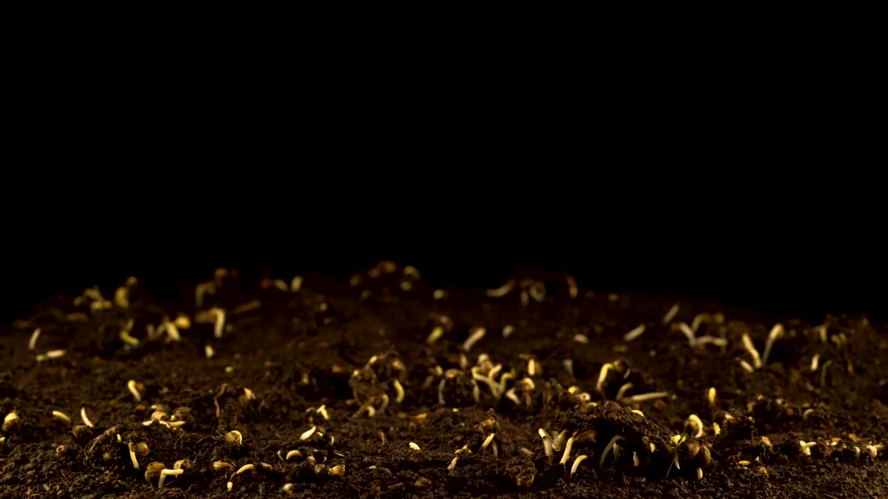 Stock Video Marijuana Plant Growin Animated Wallpaper