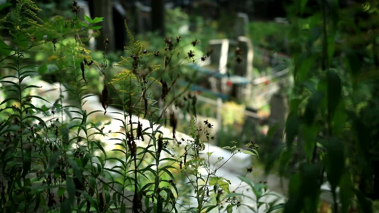 Stock Video Marble Crosses At A Churchyar Animated Wallpaper