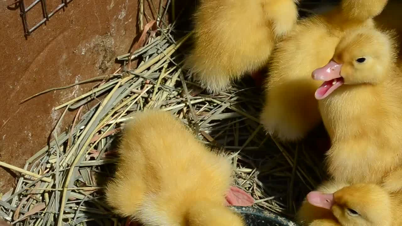 Stock Video Many Yellow Baby Chickens Close U Animated Wallpaper