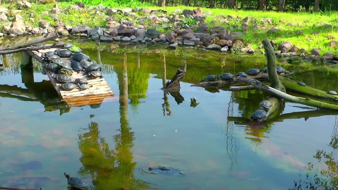 Stock Video Many Turtles In A Pond In Natur Animated Wallpaper