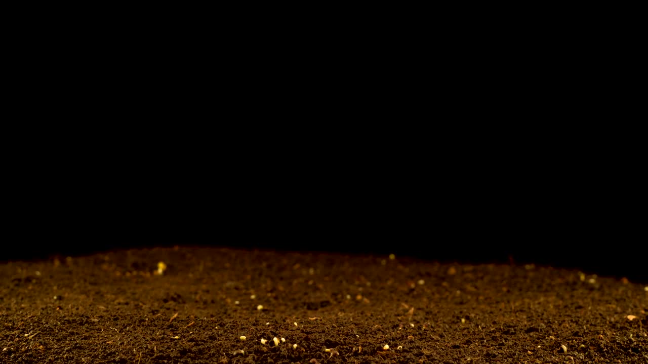 Stock Video Many Plants Slowly Sprouting From The Groun Animated Wallpaper