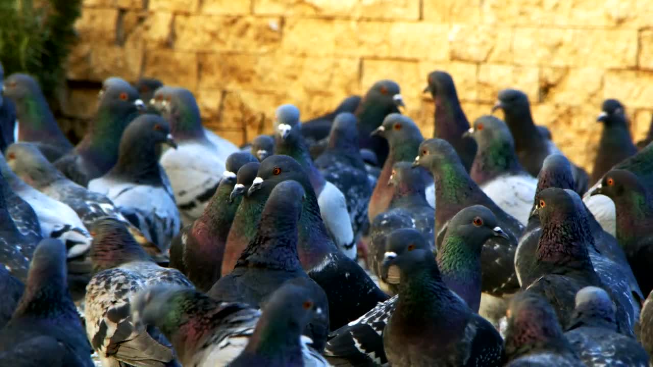 Stock Video Many Pigeons Together On The Street Slow Motio Animated Wallpaper