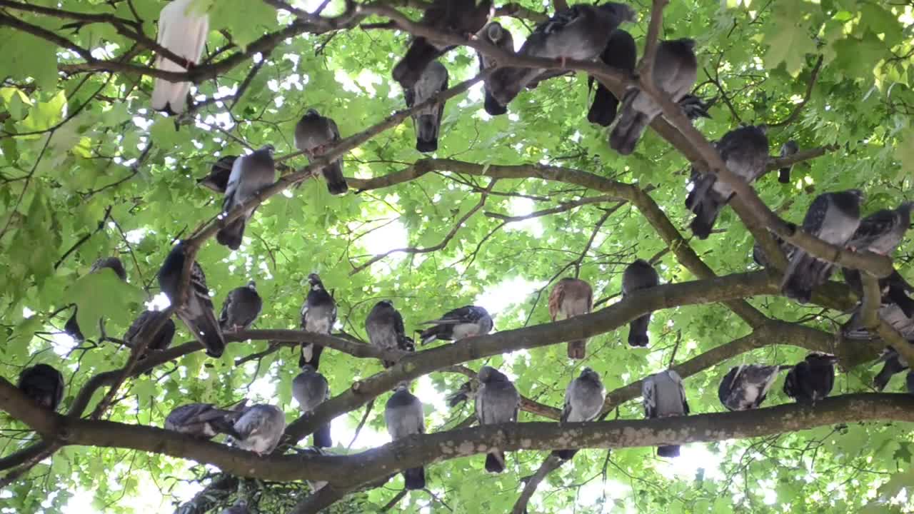 Stock Video Many Pigeons Perched On The Branches Of A Tre Animated Wallpaper