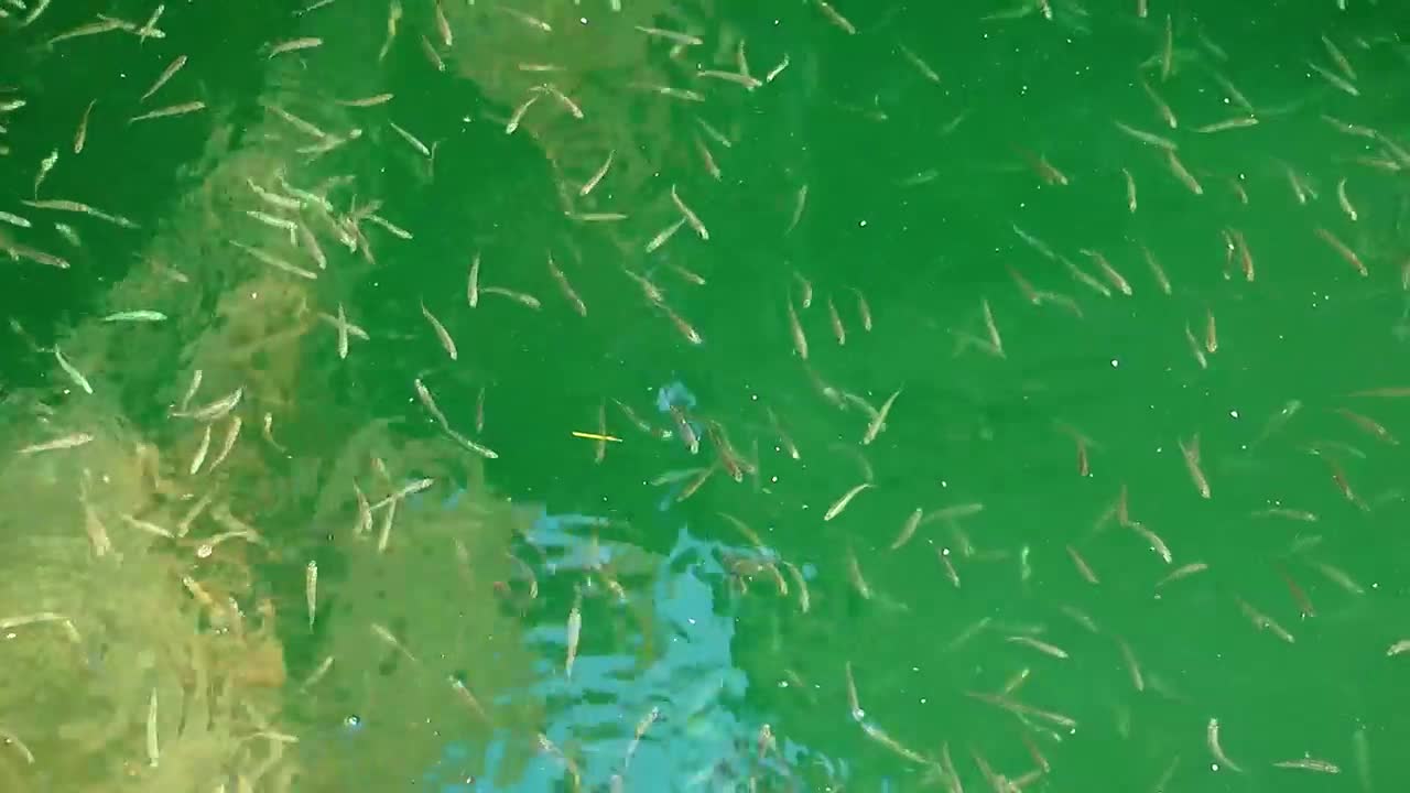 Stock Video Many Fish Swimming In A Lak Animated Wallpaper