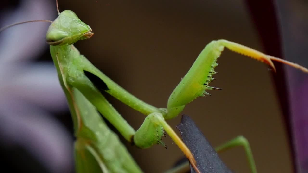 Stock Video Mantis Religiosa Closeu Animated Wallpaper