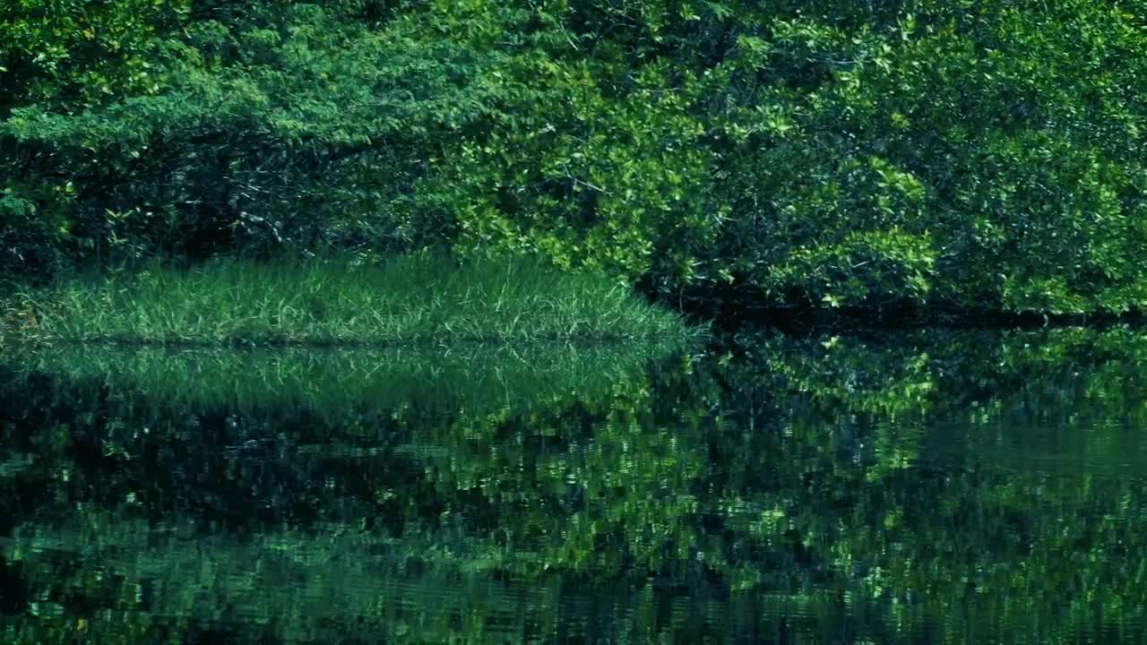 Stock Video Mangrove Swamp With Green Natur Animated Wallpaper
