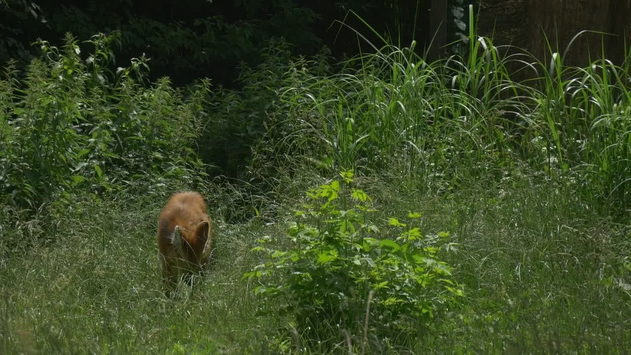 Stock Video Maned Wolf In The High Gras Animated Wallpaper