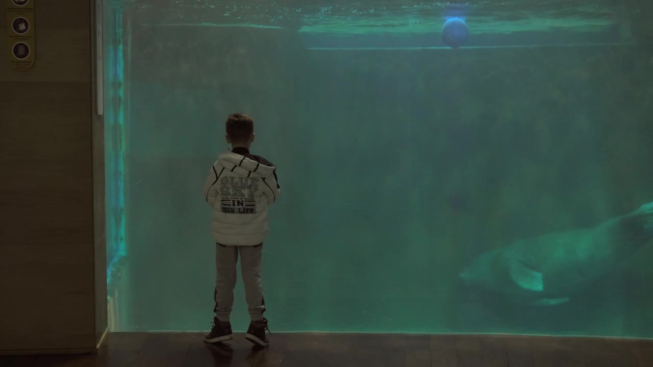 Stock Video Manatee Swimming In An Aquariu Animated Wallpaper